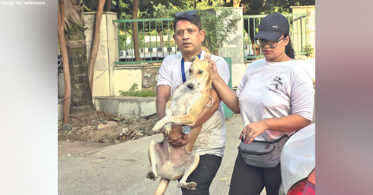 NGOs shift 40 stray dogs